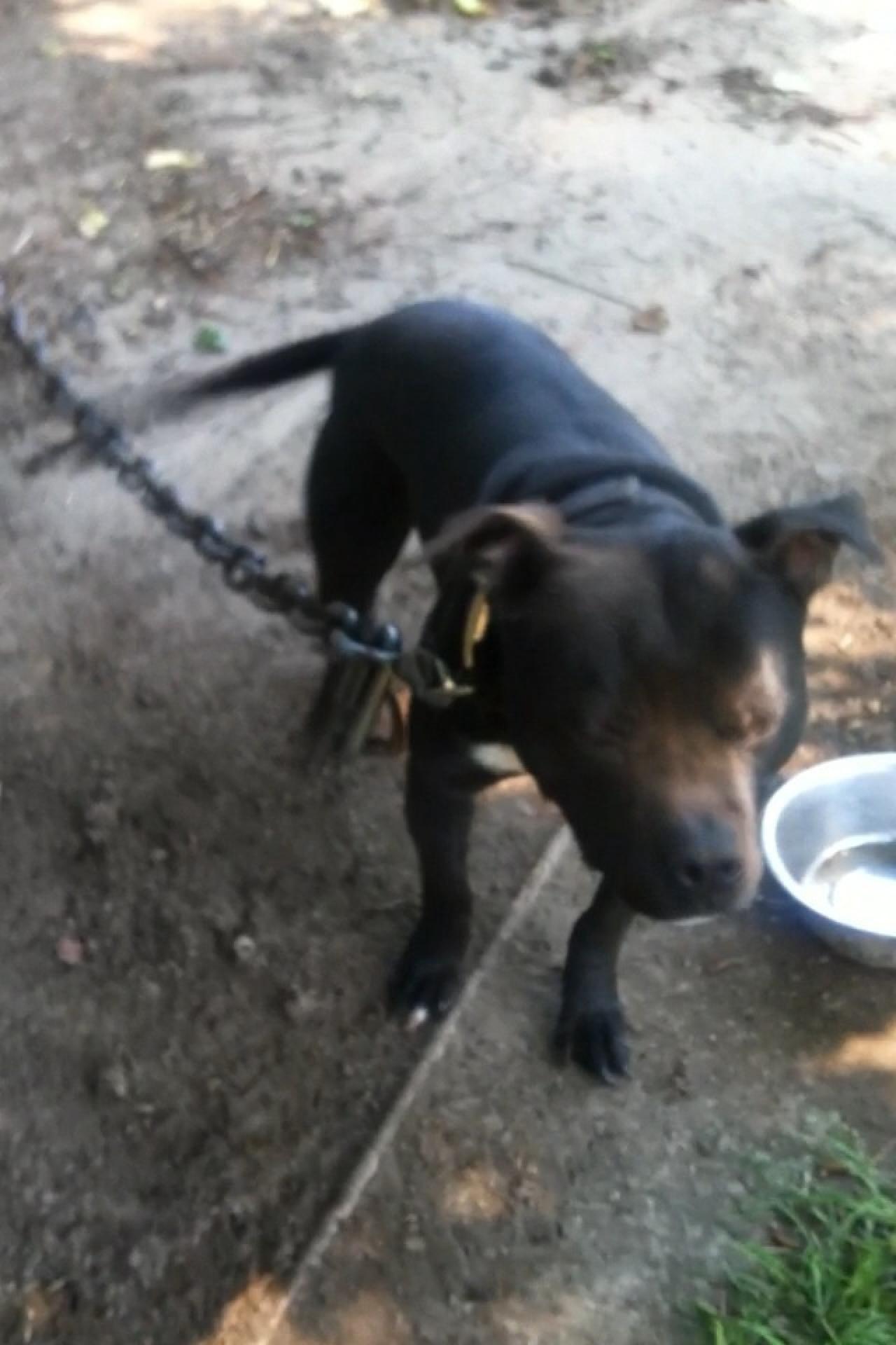 Photo of the dog