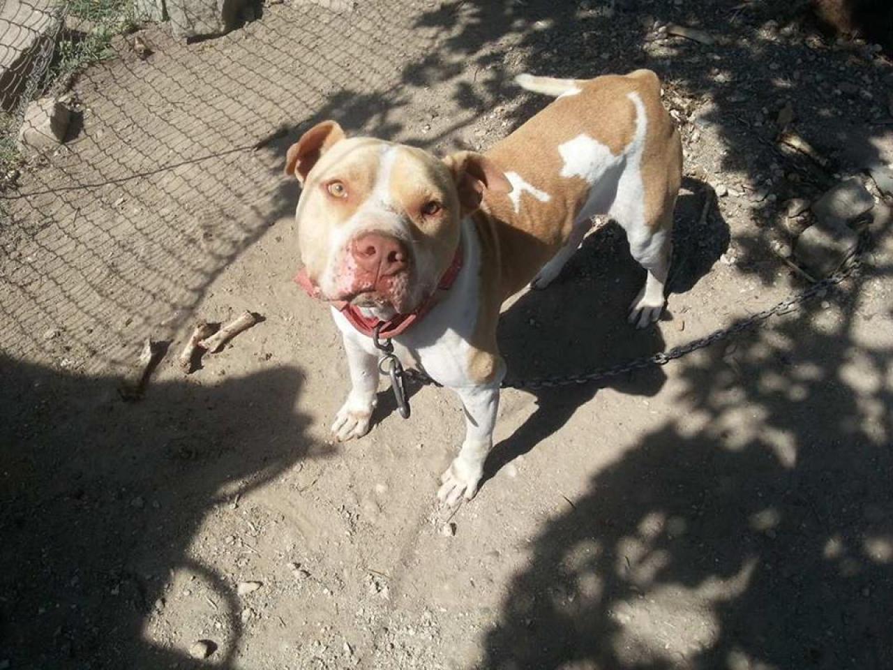 Photo of the dog