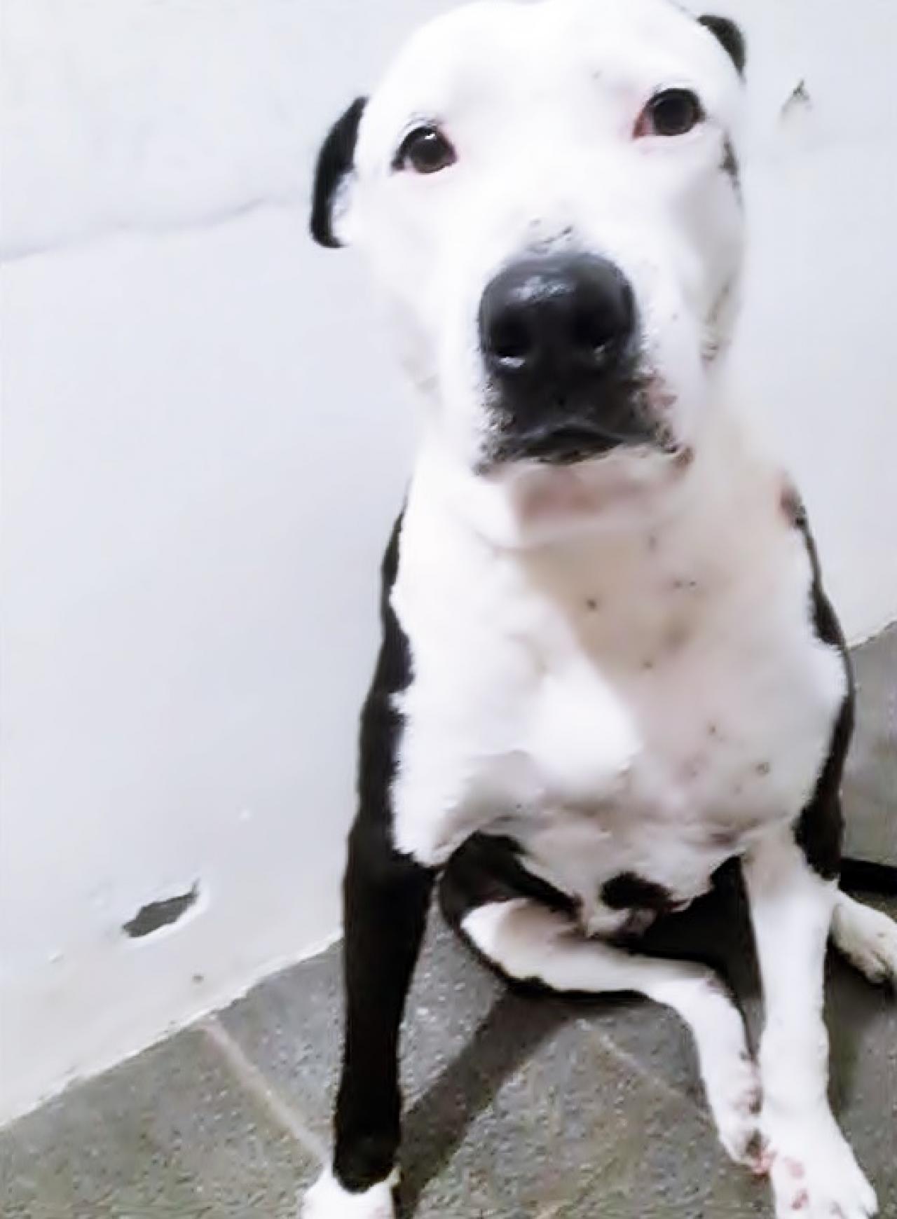 Photo of the dog