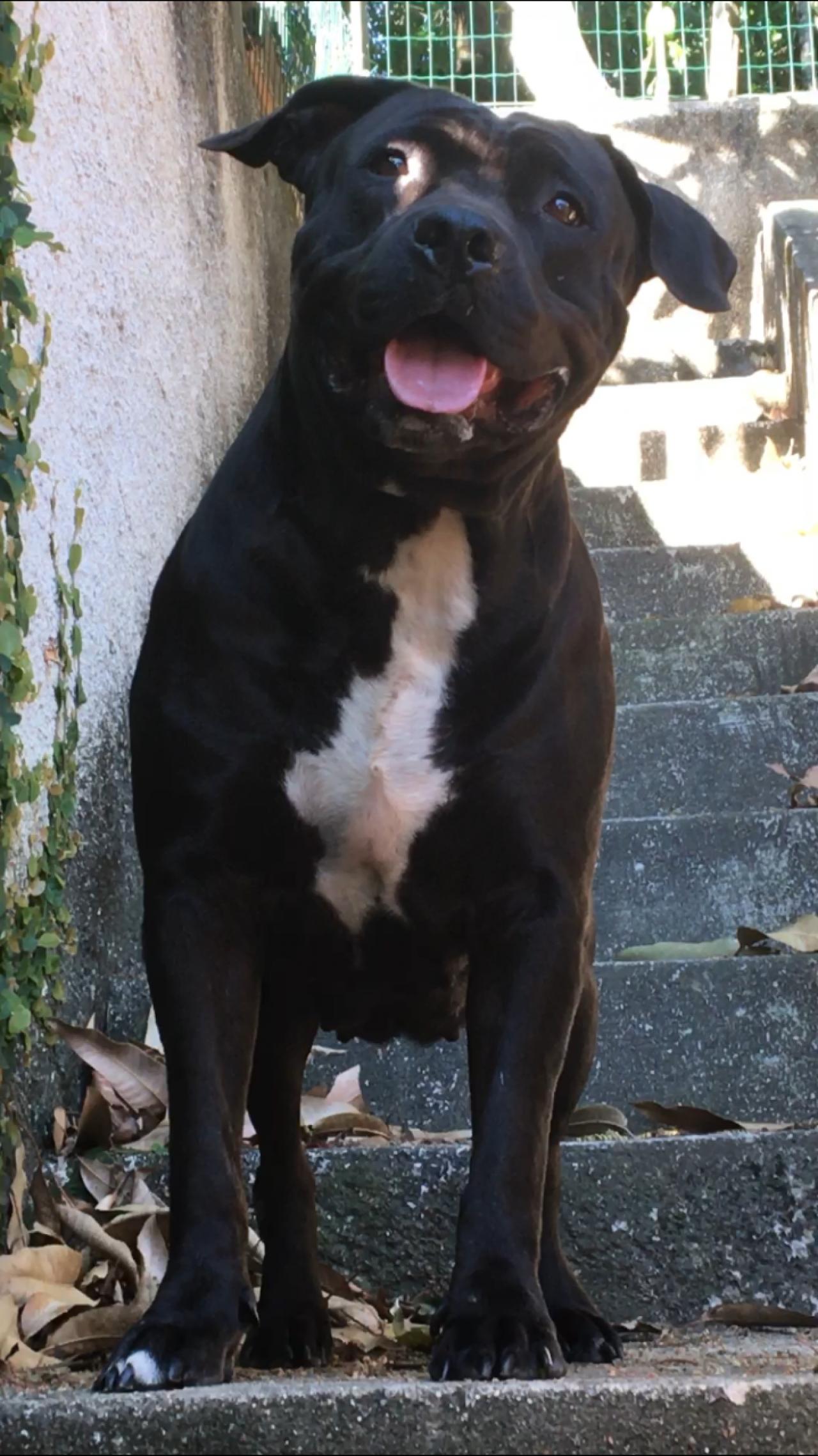 Photo of the dog