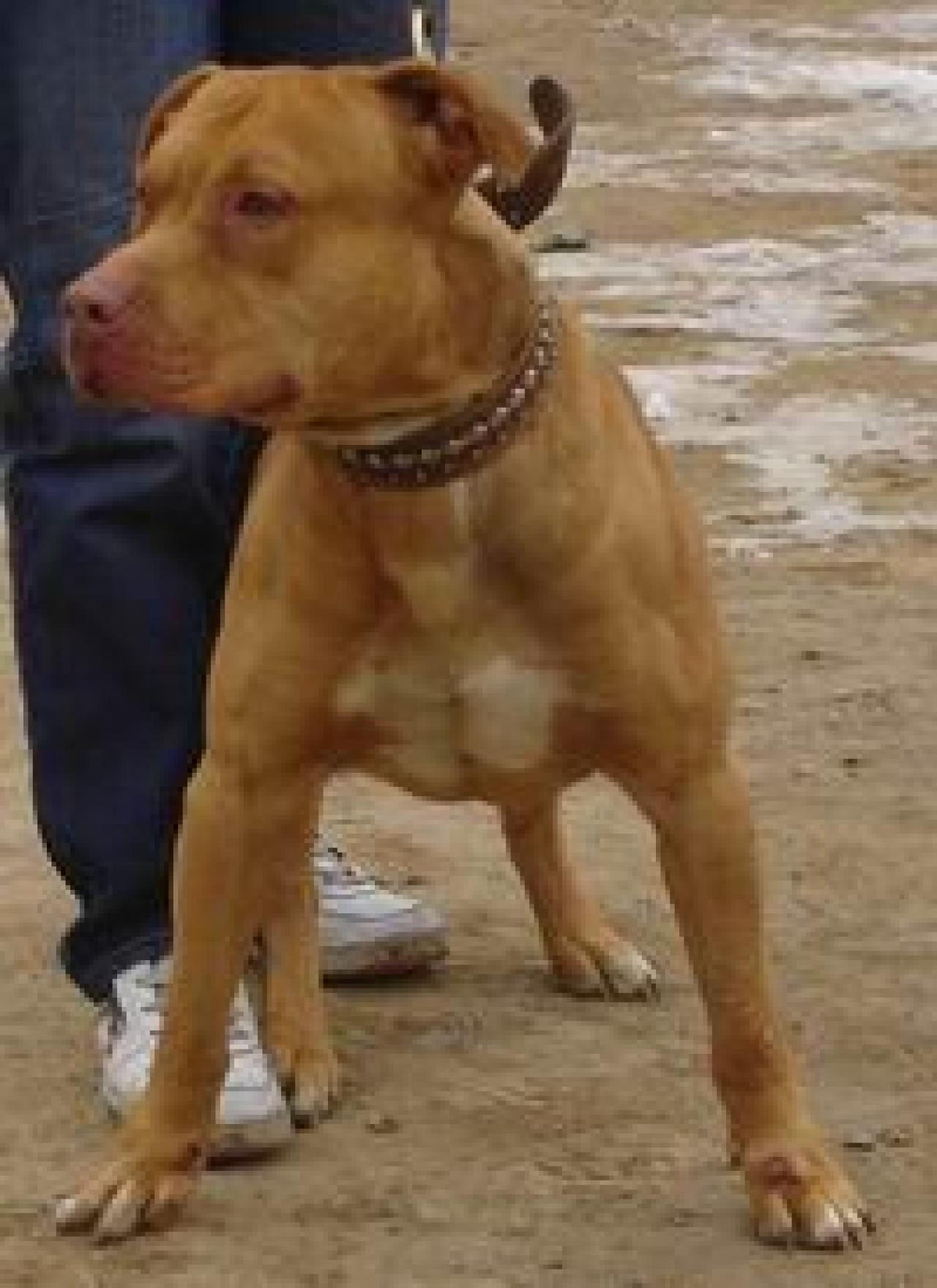 Photo of the dog