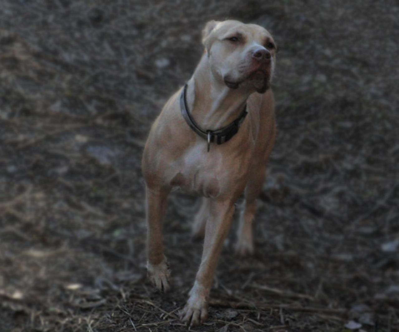 Photo of the dog