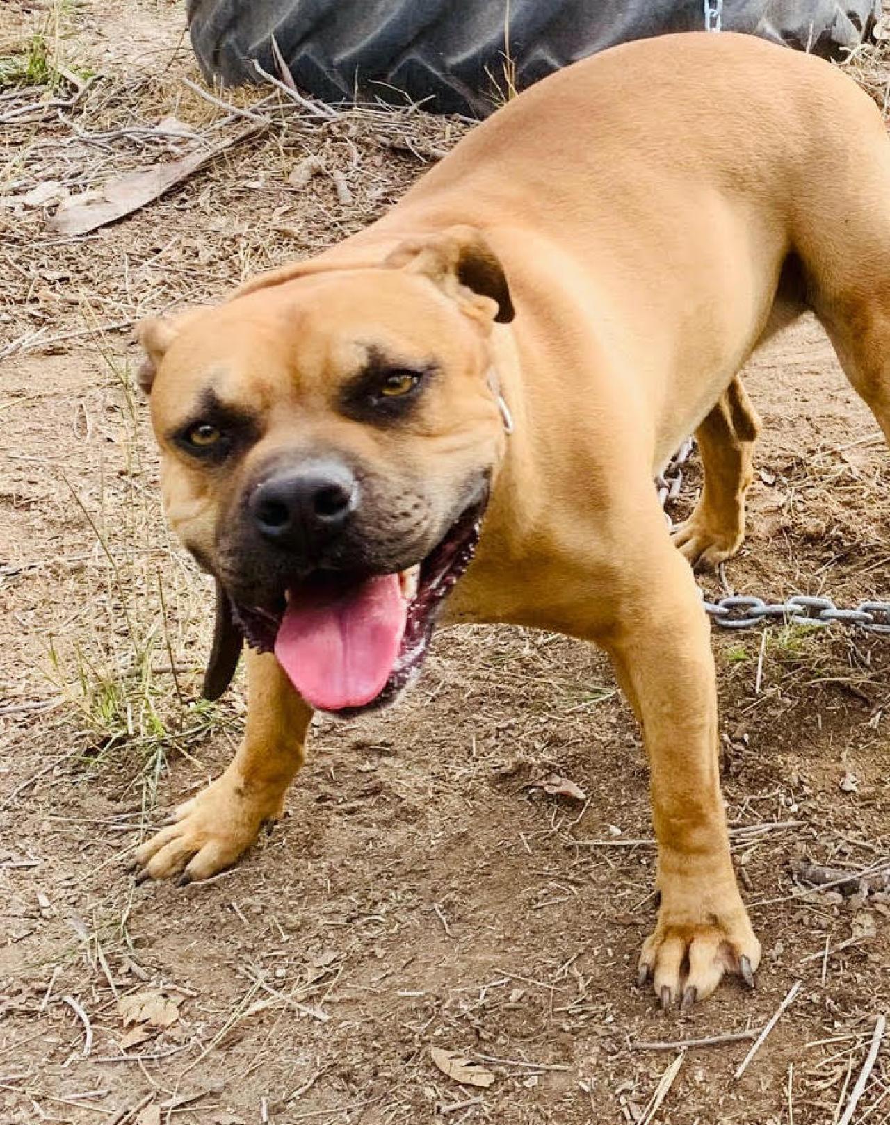 Photo of the dog