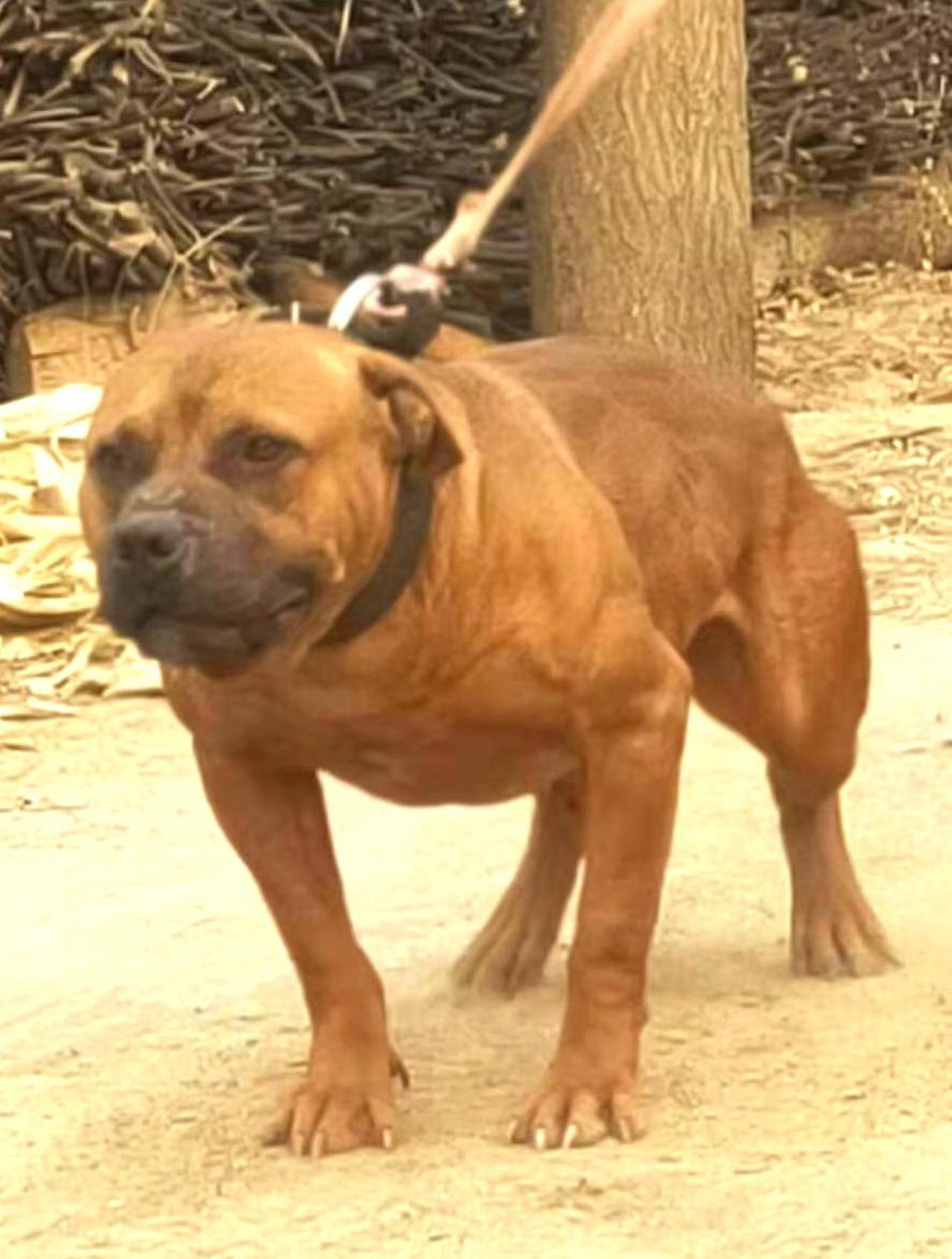 Photo of the dog