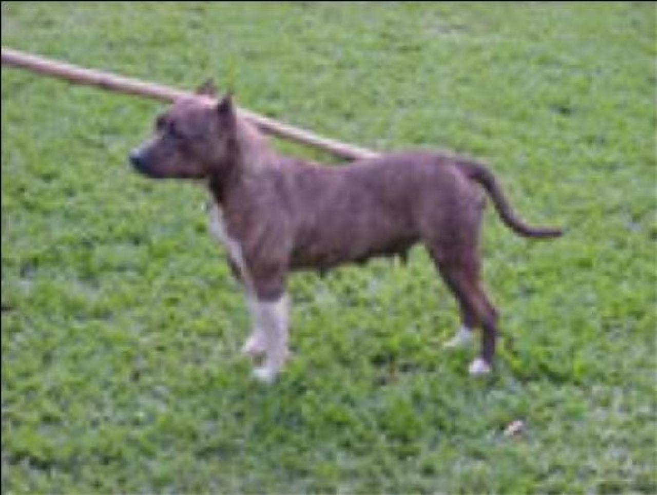 Photo of the dog