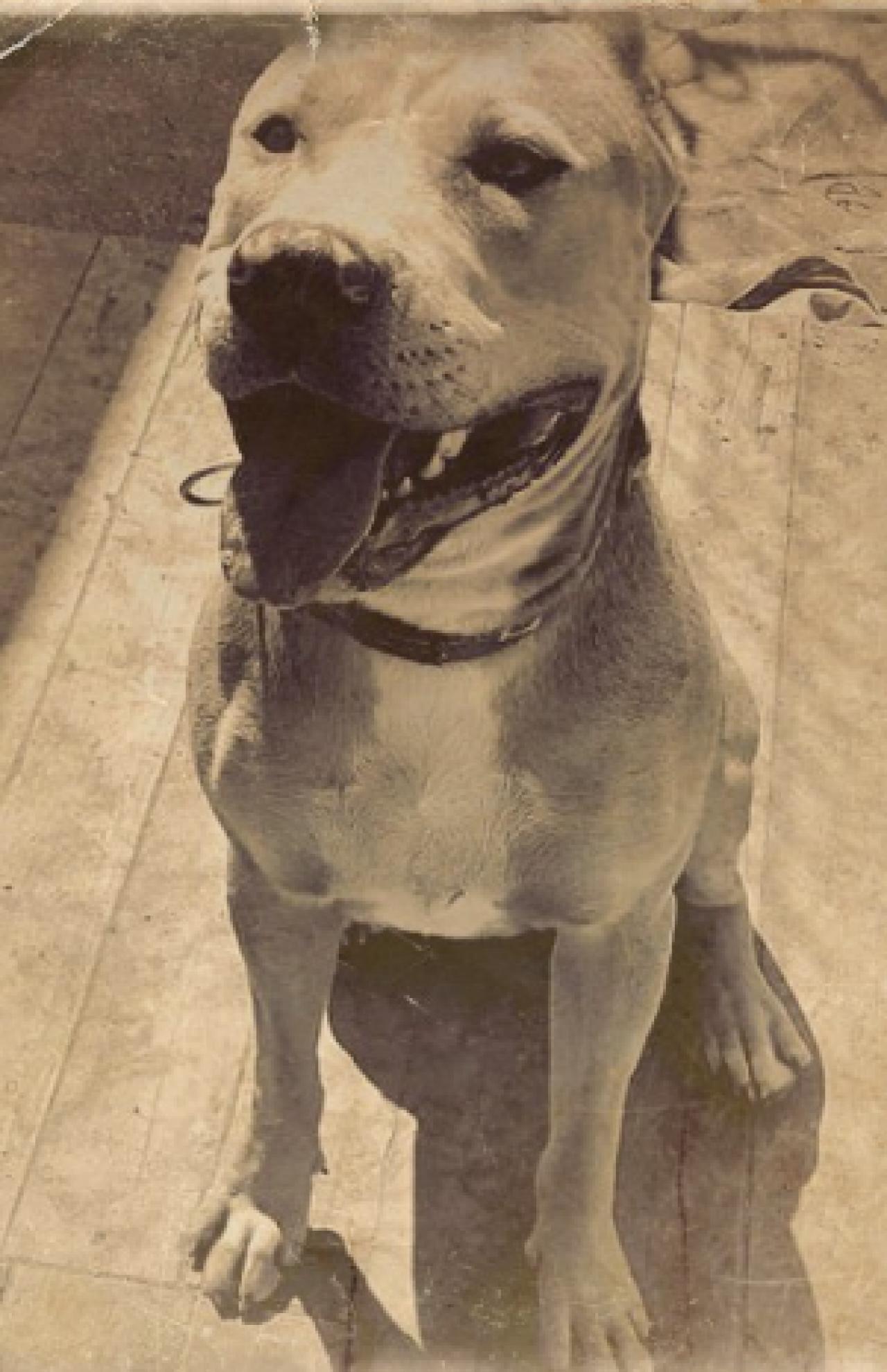 Photo of the dog
