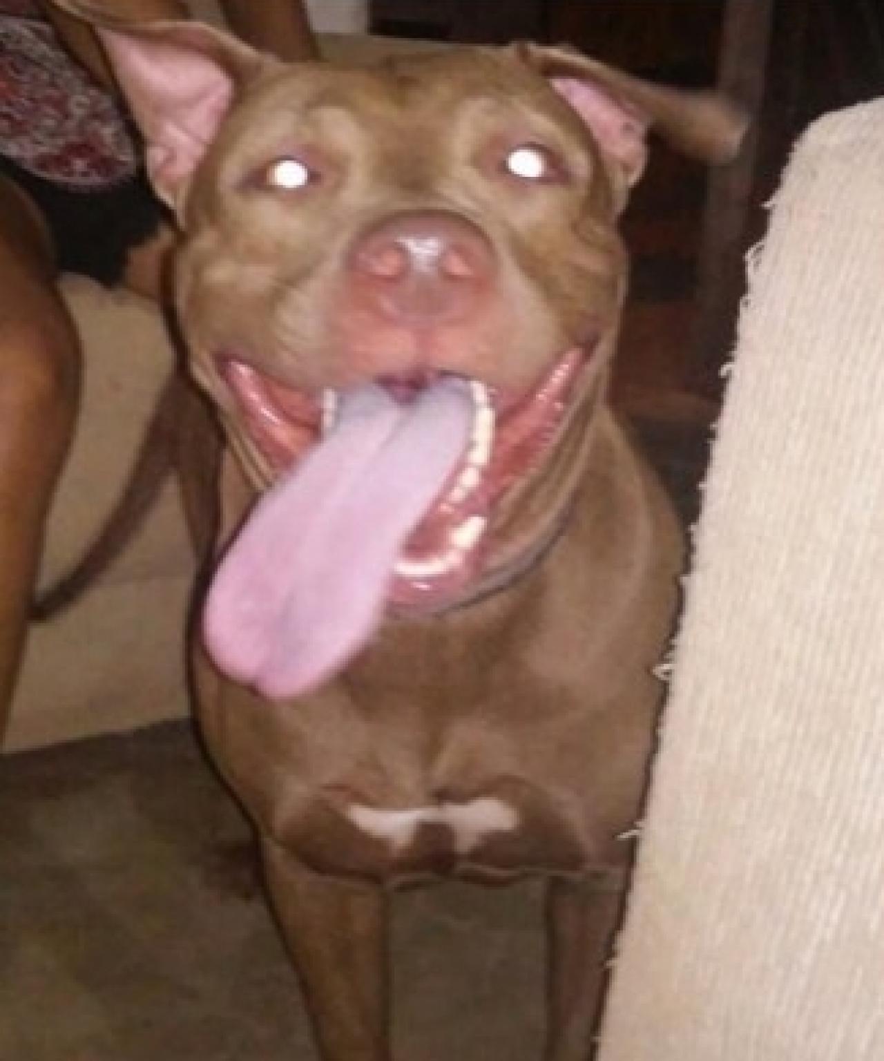 Photo of the dog