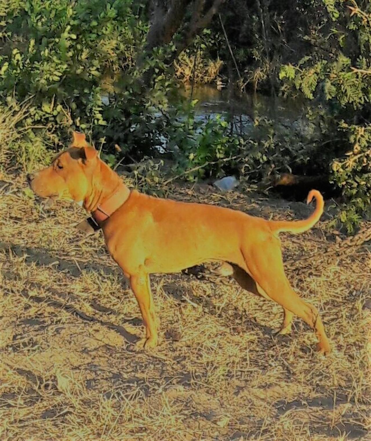Photo of the dog