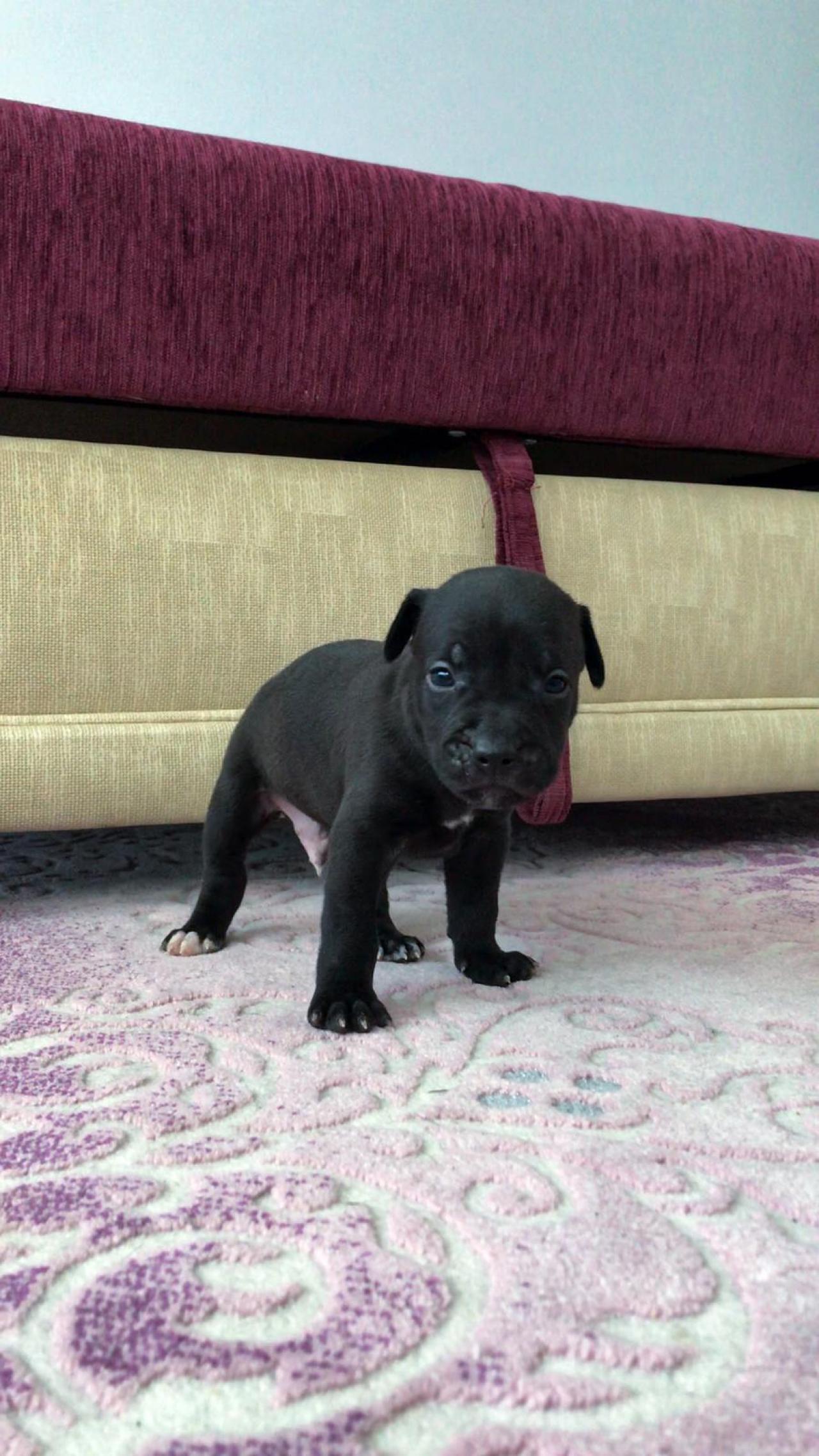 Photo of the dog