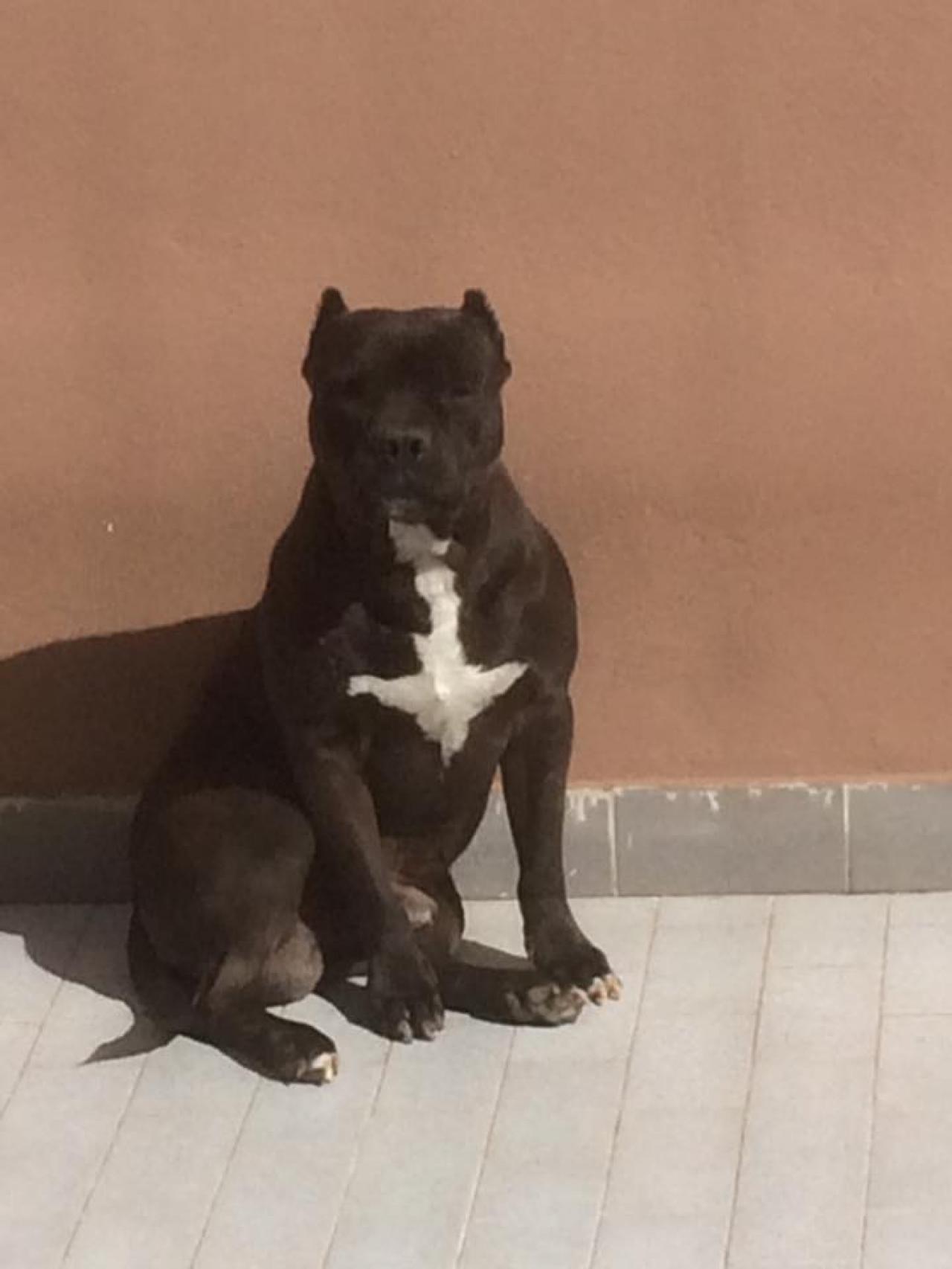 Photo of the dog