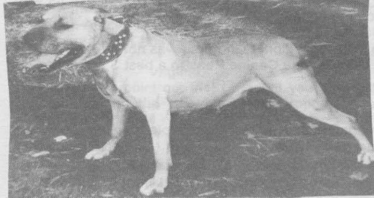 Photo of the dog