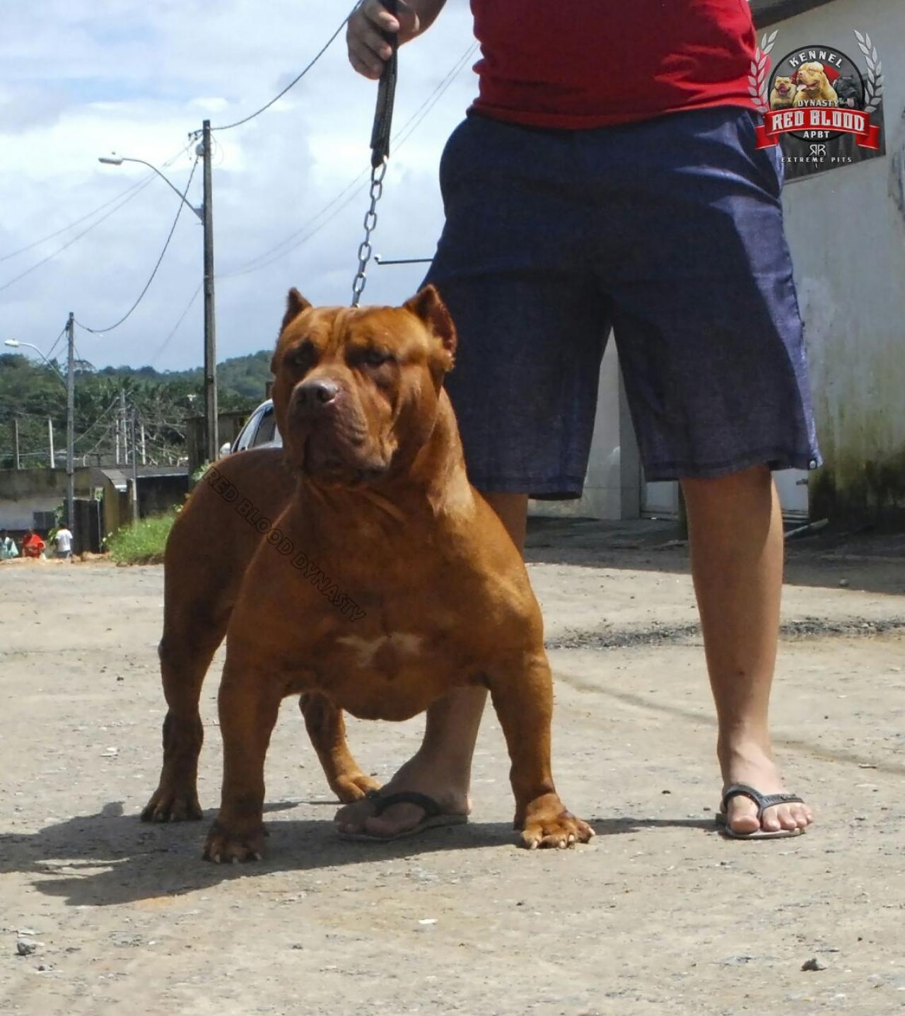 Photo of the dog
