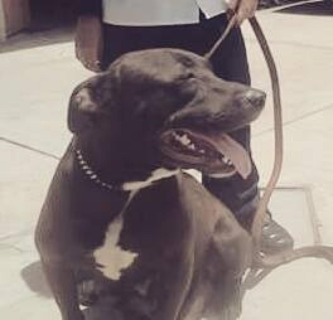 Photo of the dog