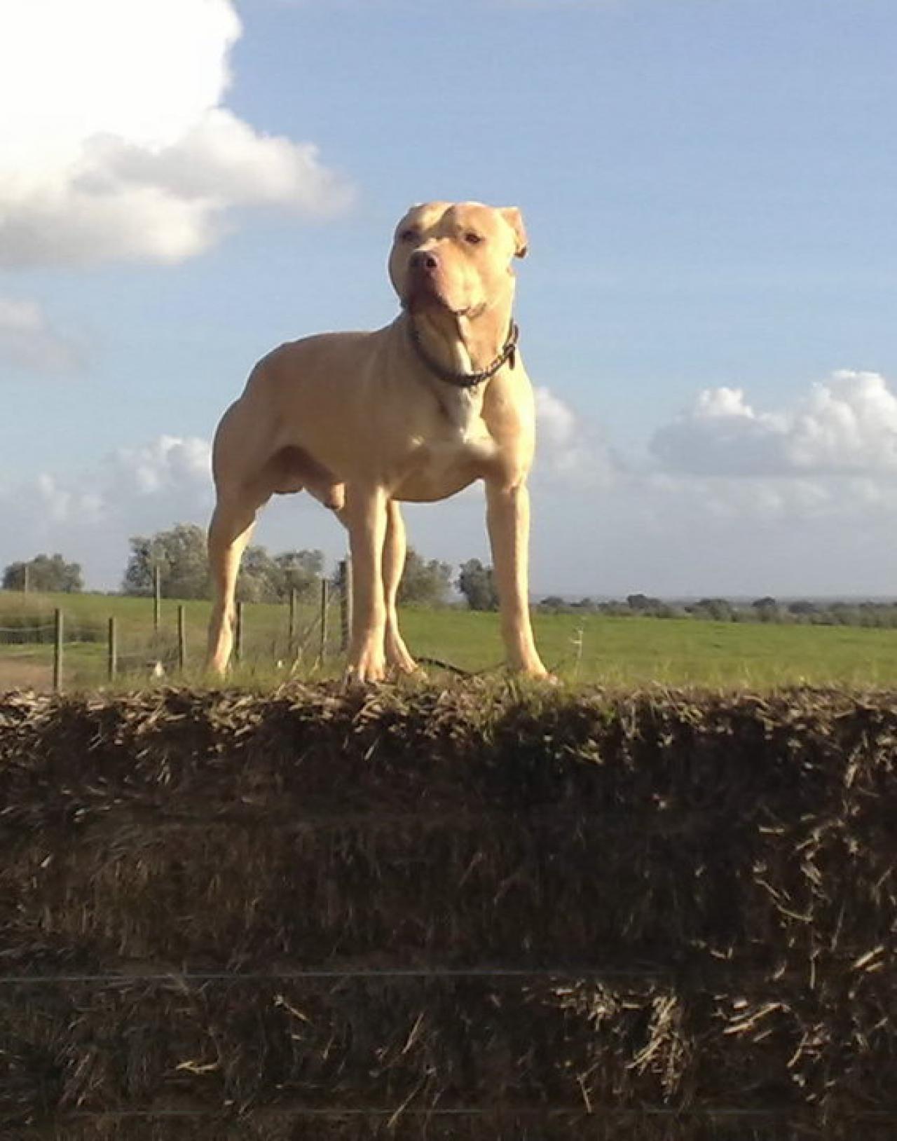 Photo of the dog