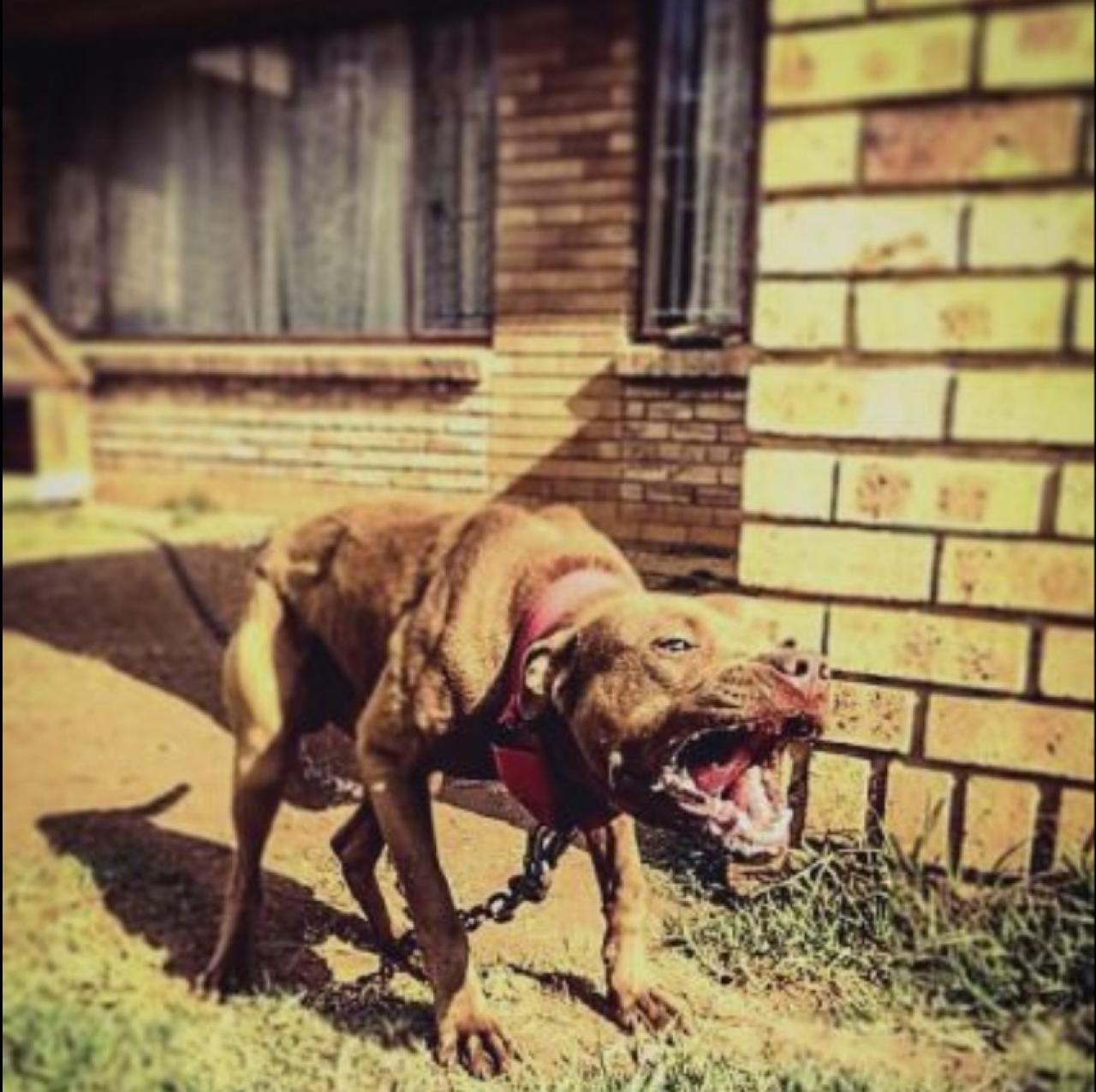 Photo of the dog