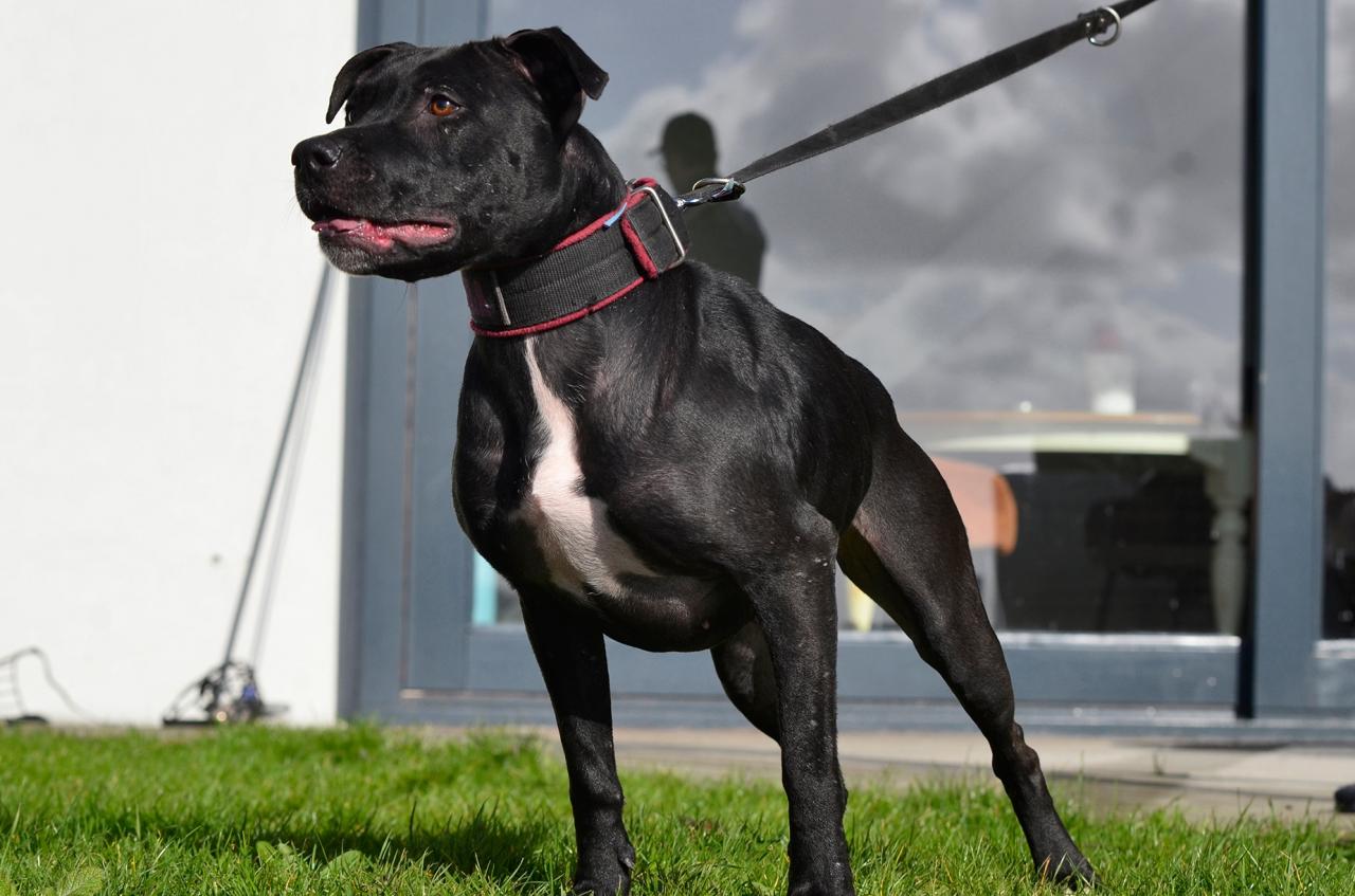 Photo of the dog