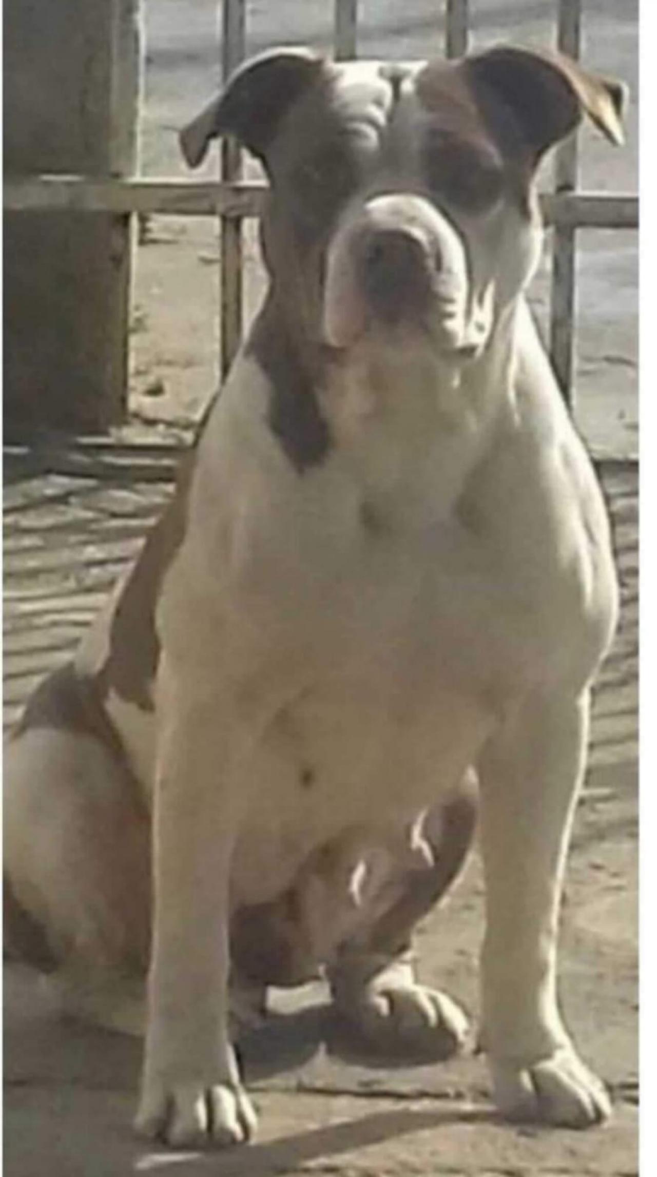 Photo of the dog