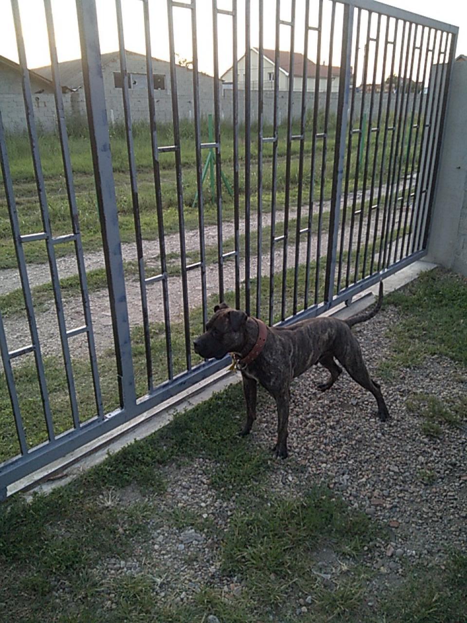 Photo of the dog