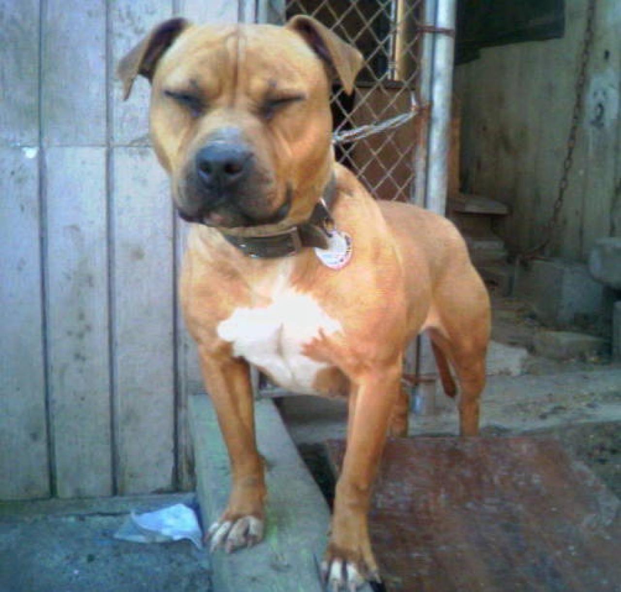 Photo of the dog