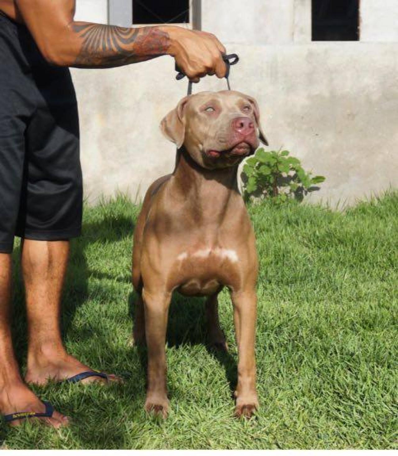 Photo of the dog