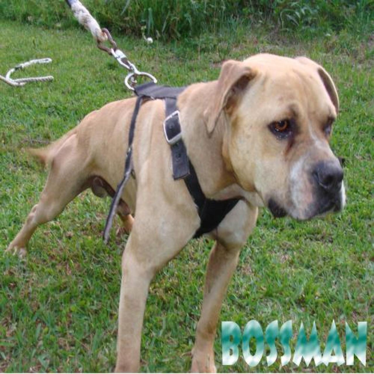 Photo of the dog