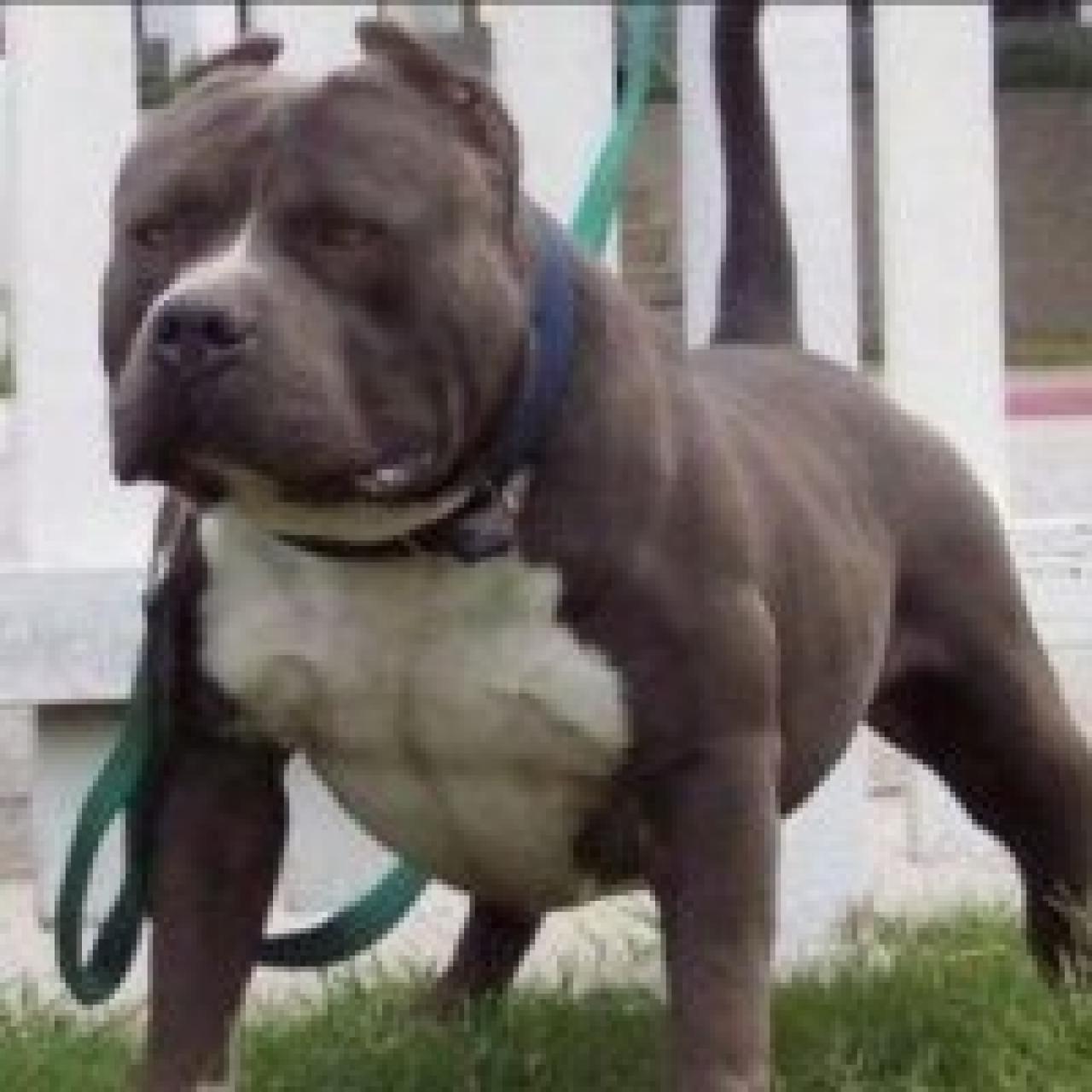 Photo of the dog
