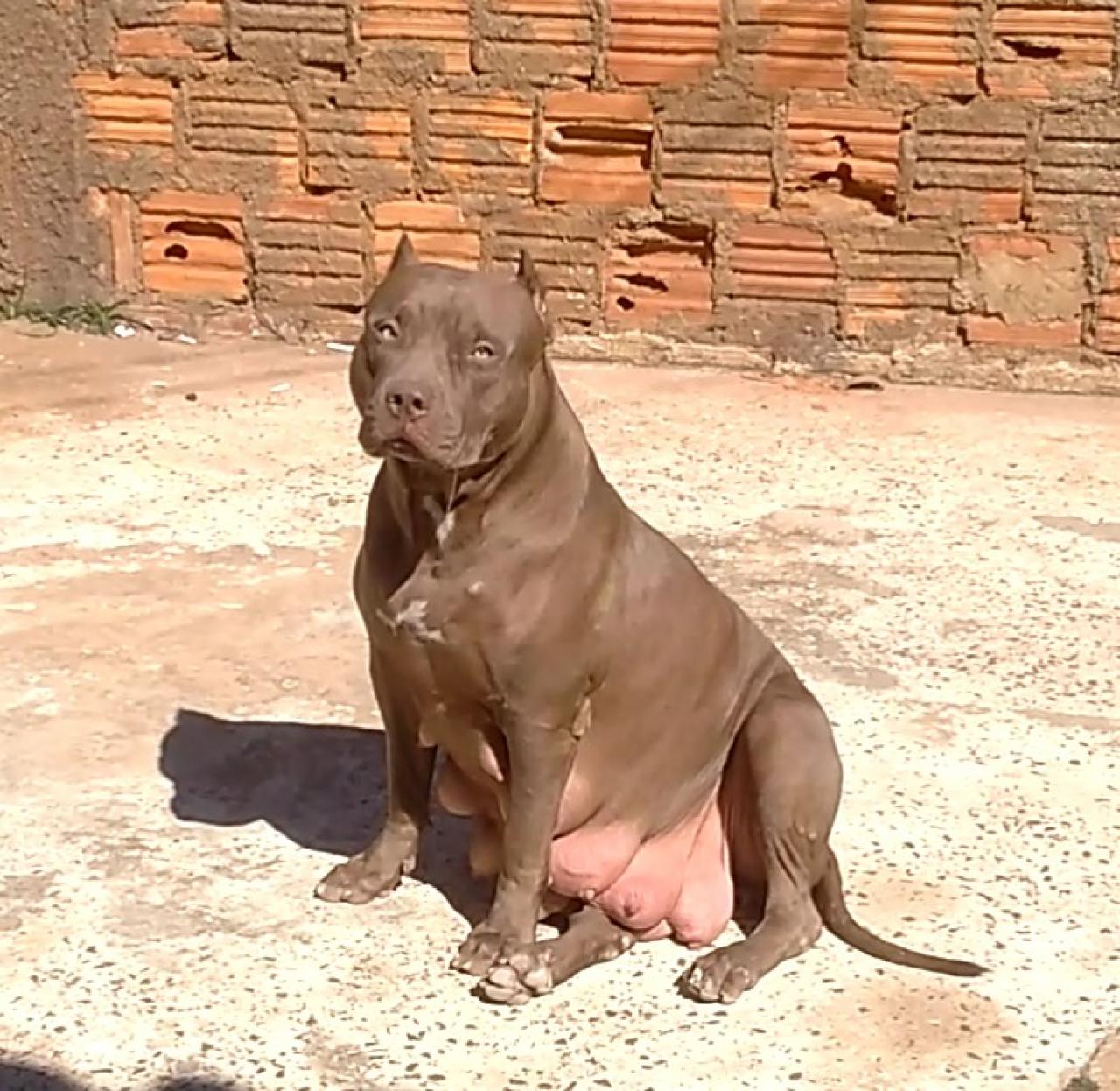 Photo of the dog