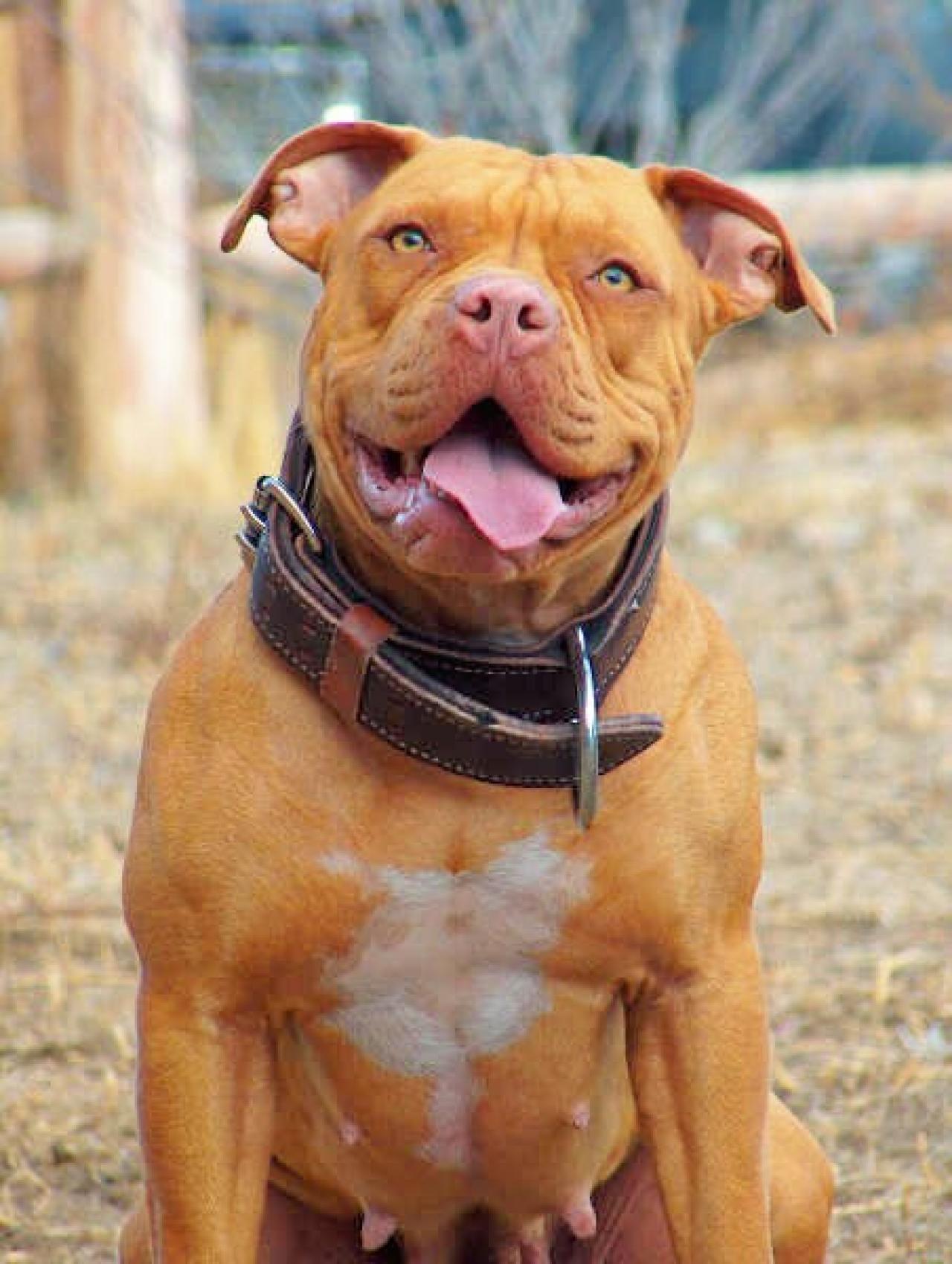 Photo of the dog