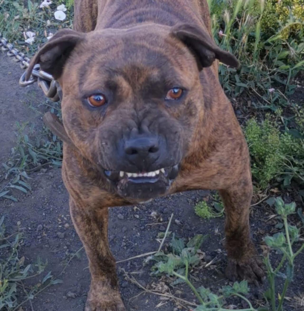 Photo of the dog