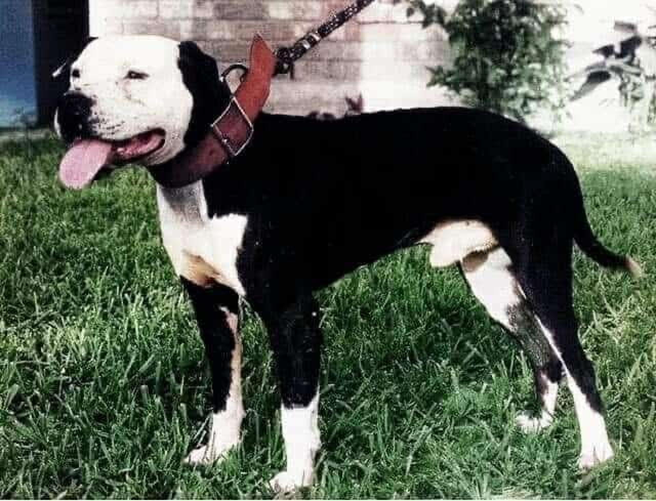 Photo of the dog