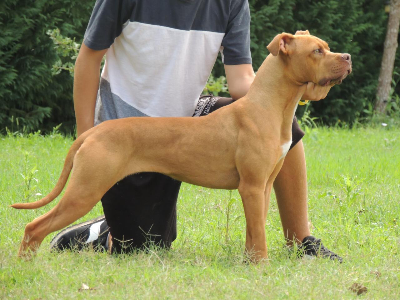 Photo of the dog