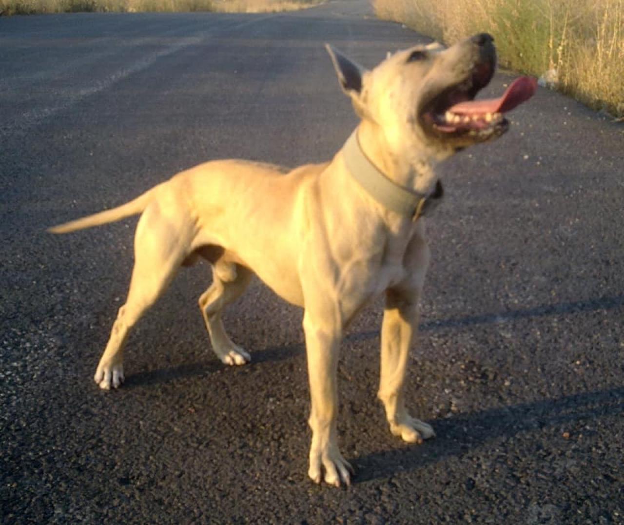 Photo of the dog