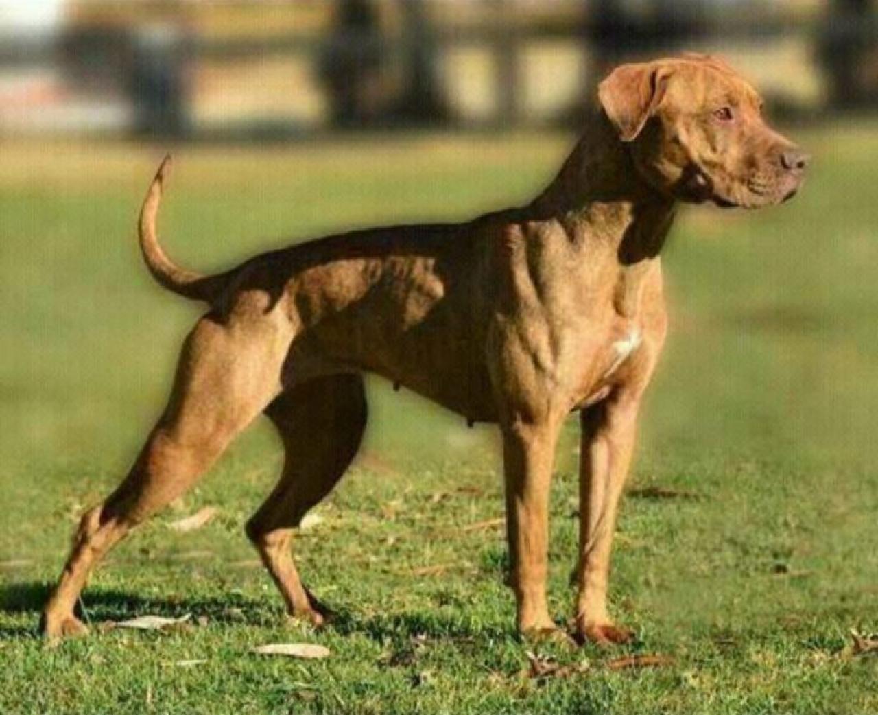 Photo of the dog