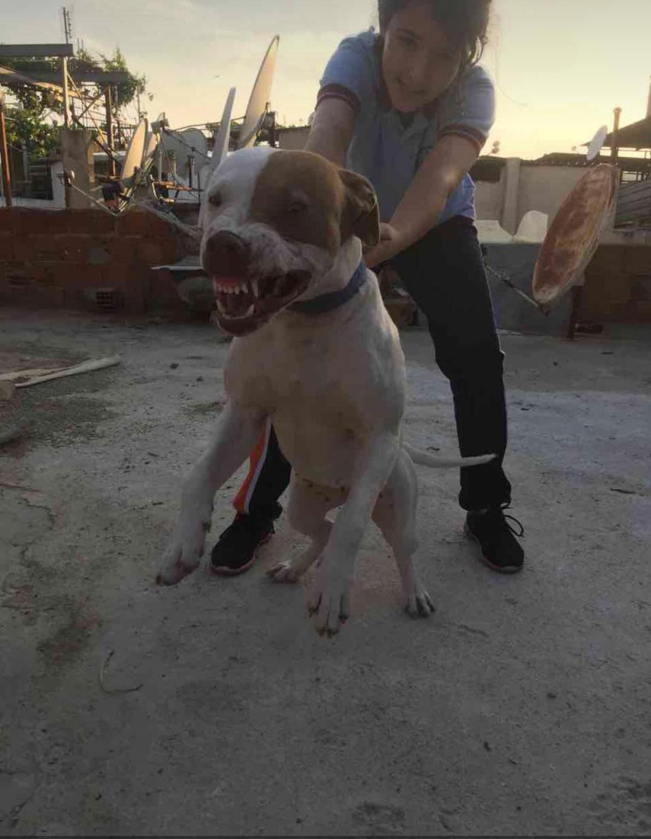 Photo of the dog
