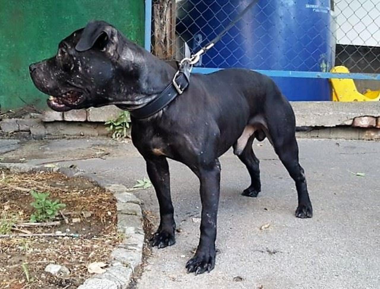 Photo of the dog