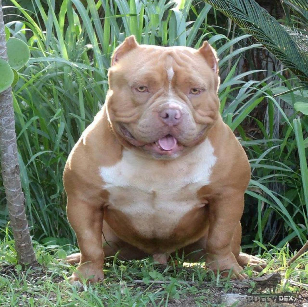 Photo of the dog