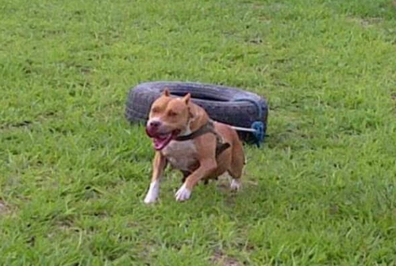 Photo of the dog