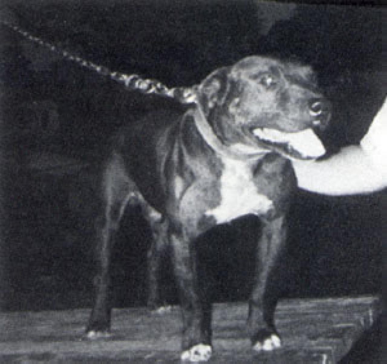 Photo of the dog