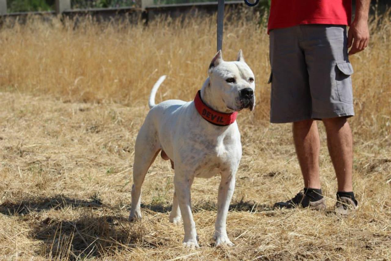 Photo of the dog