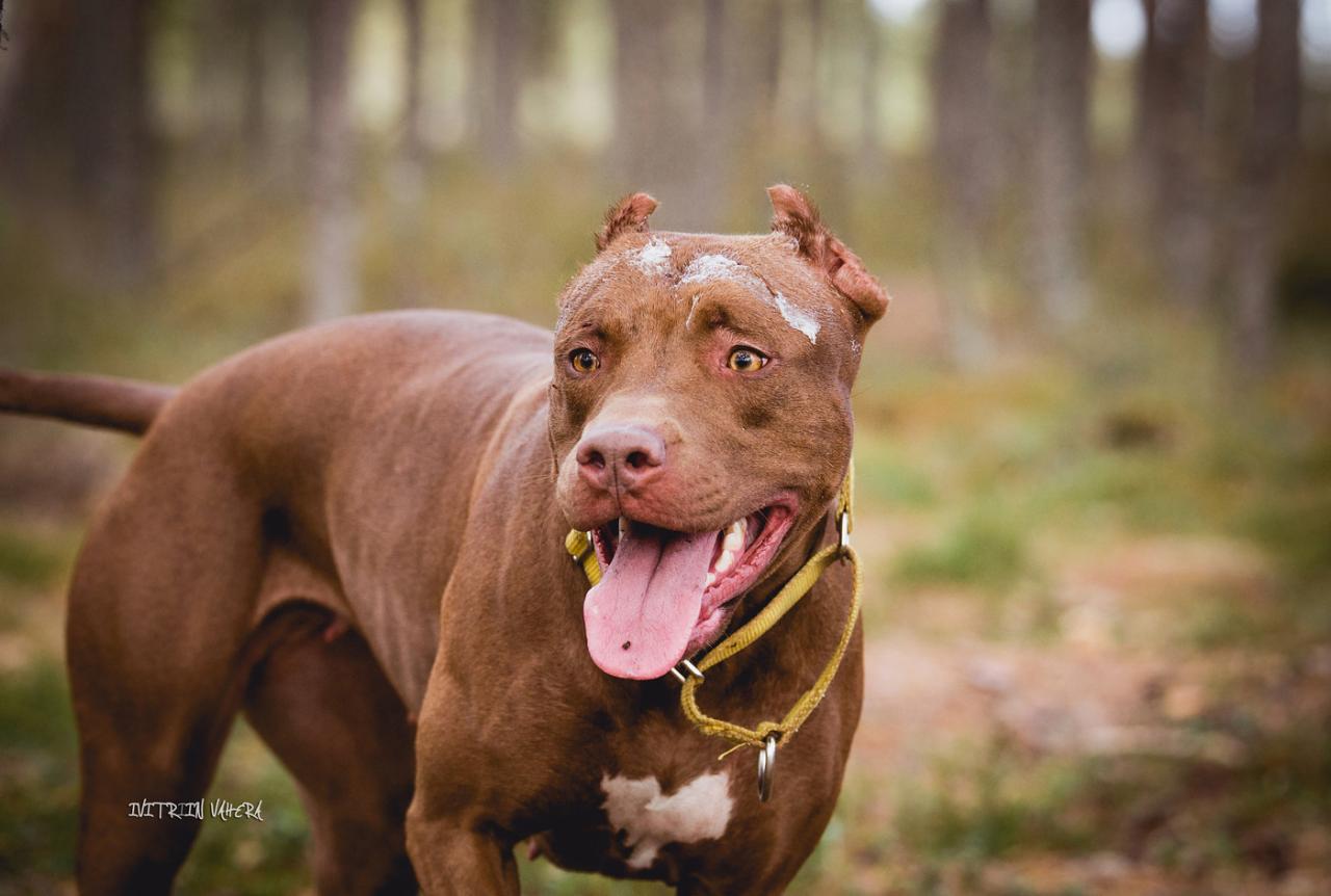 Photo of the dog