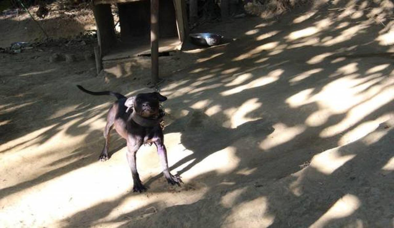 Photo of the dog