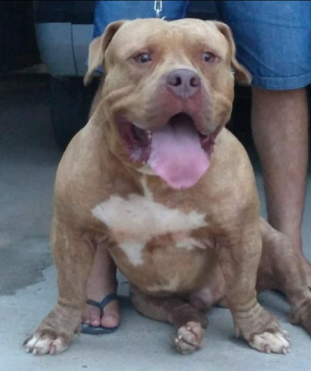 Photo of the dog