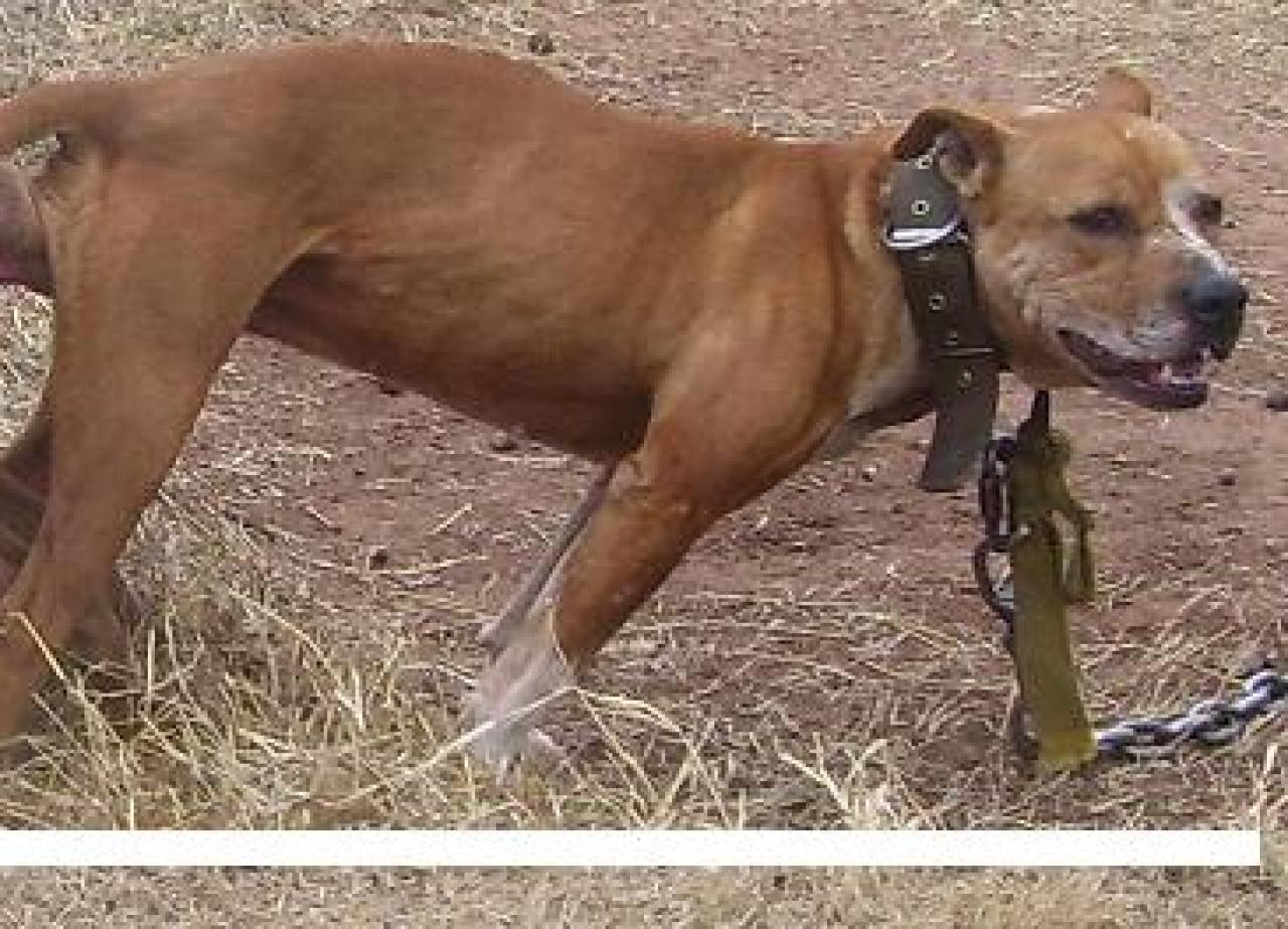 Photo of the dog