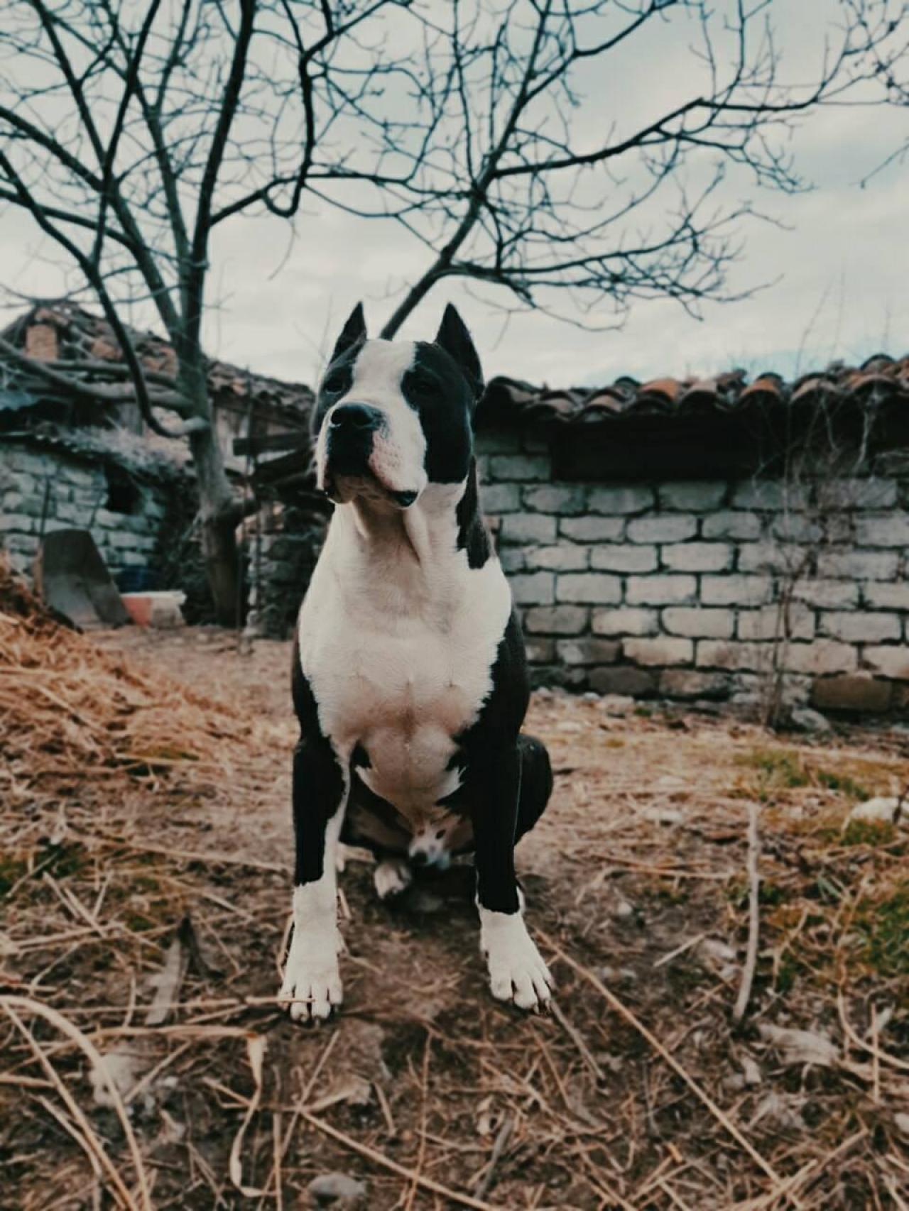 Photo of the dog