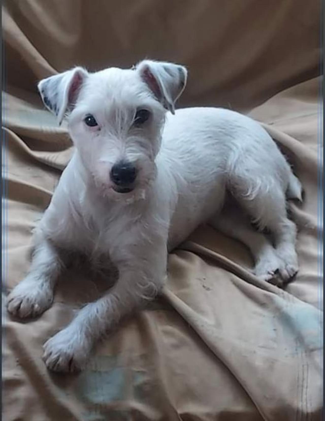 Photo of the dog