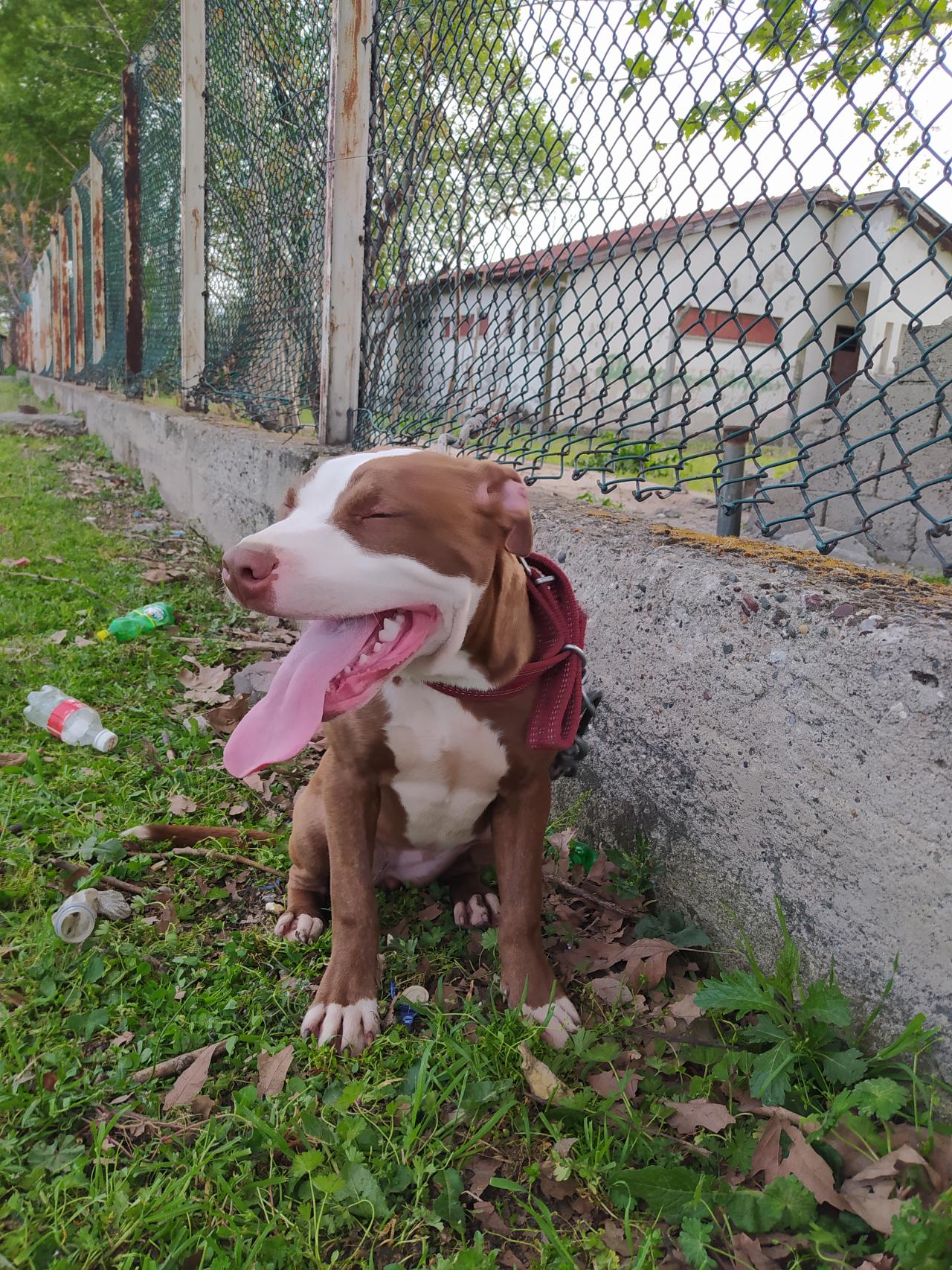 Photo of the dog