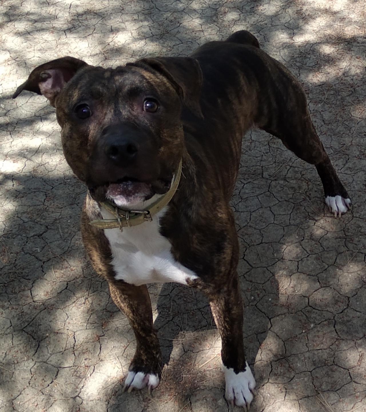 Photo of the dog