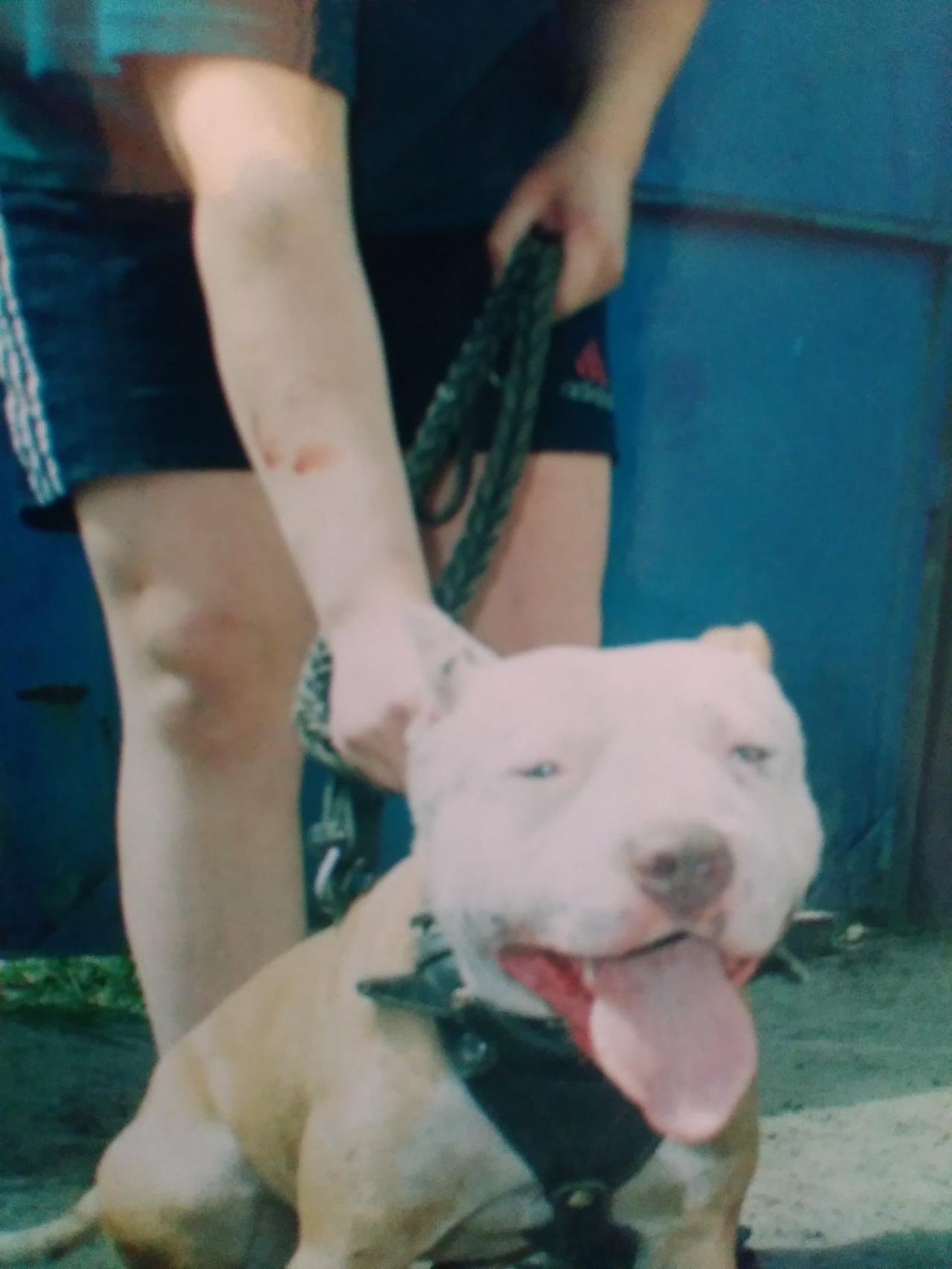 Photo of the dog