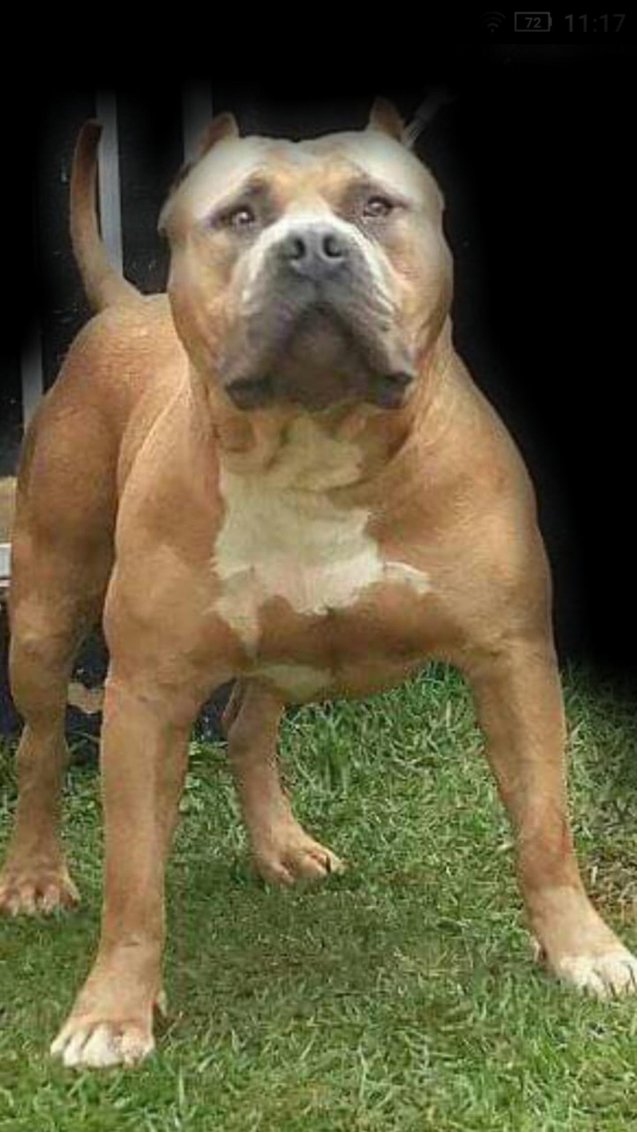 Photo of the dog