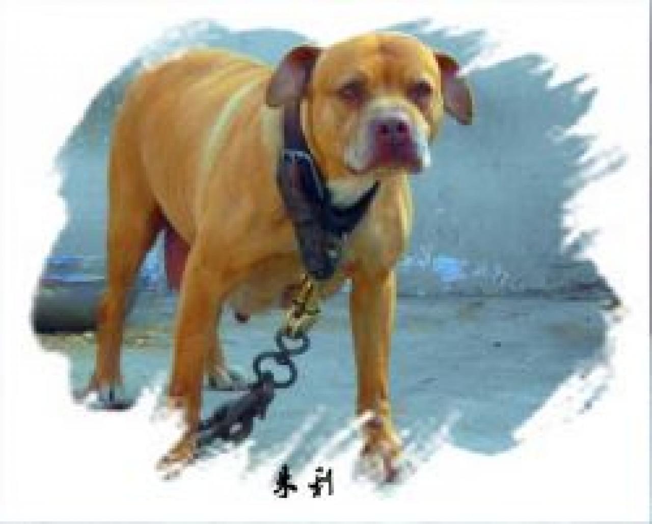 Photo of the dog